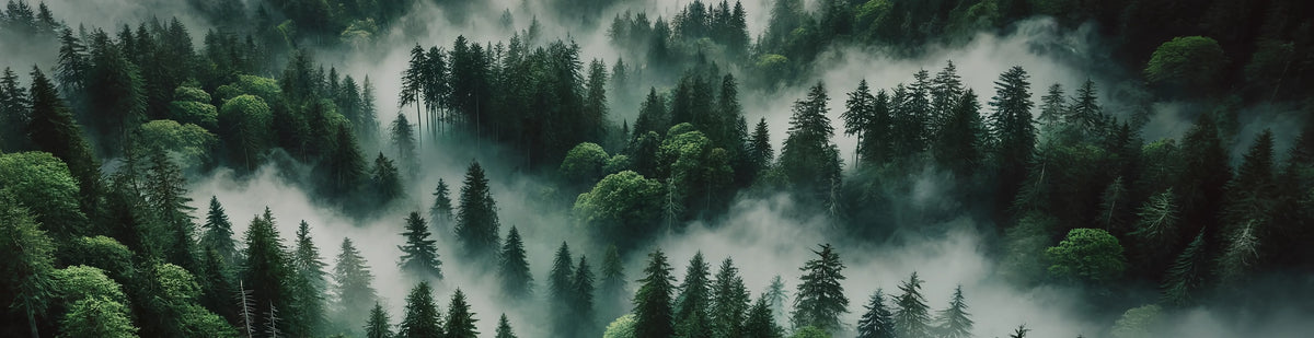 Forest canopy and mist