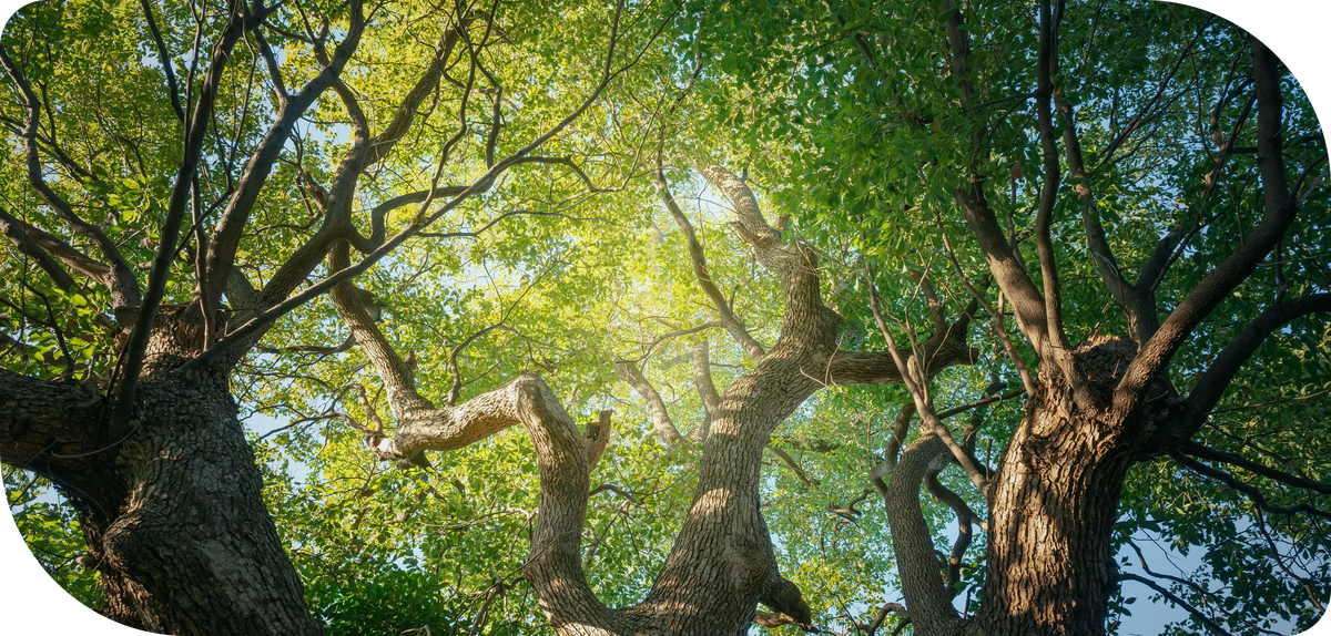 Green tree canopy