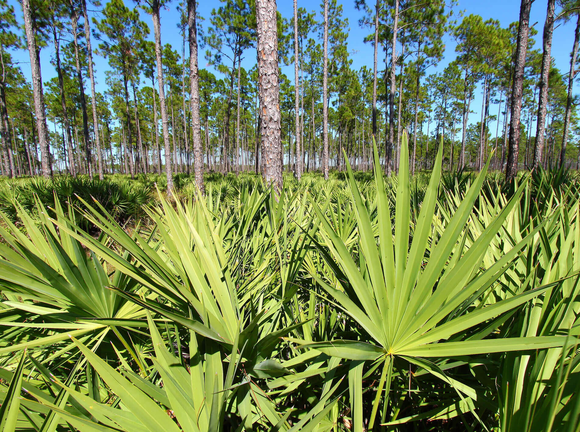 Saw Palmetto tree